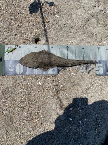 マゴチの釣果
