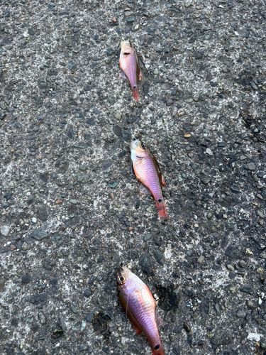 ネンブツダイの釣果