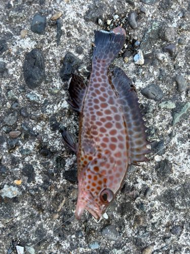 オオモンハタの釣果