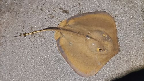 アカエイの釣果