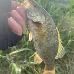 スモールマウスバス