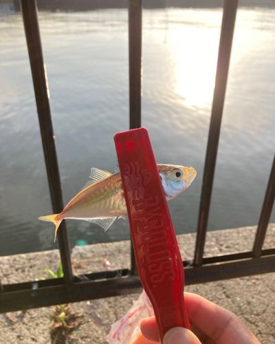 コノシロの釣果