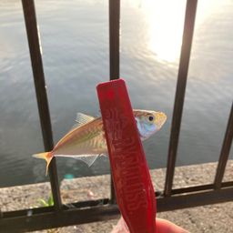コノシロ