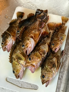 カサゴの釣果