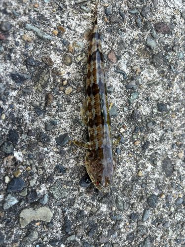 アカエソの釣果