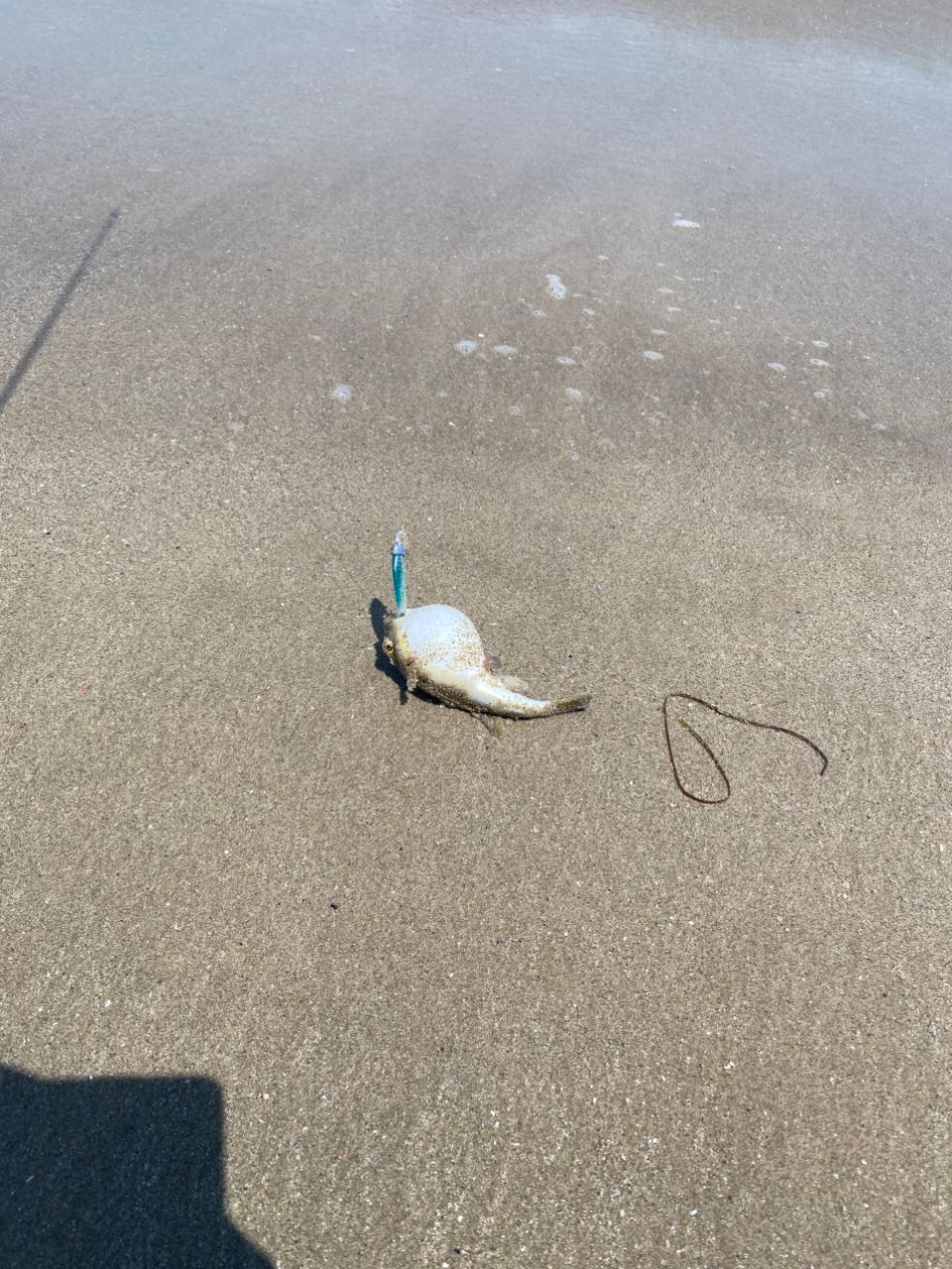 ショウサイフグ