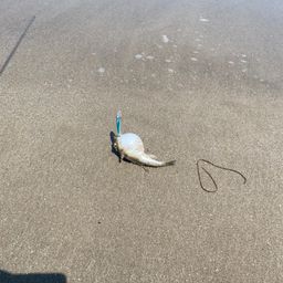 ショウサイフグ
