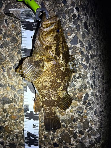 タケノコメバルの釣果