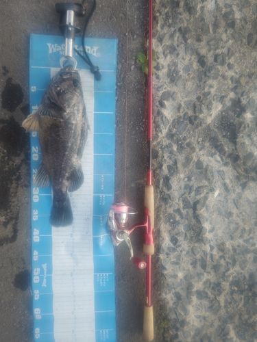 クロソイの釣果