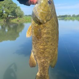 スモールマウスバス