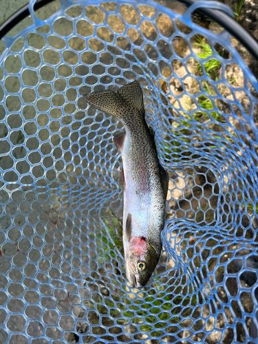 ニジマスの釣果