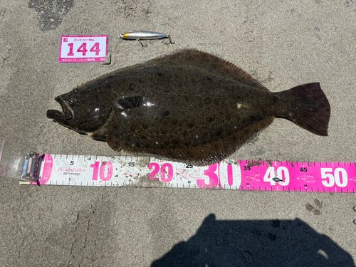 ヒラメの釣果