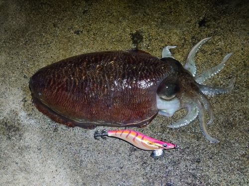 コウイカの釣果