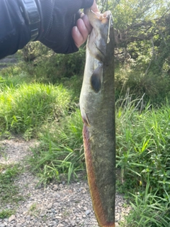 ナマズの釣果