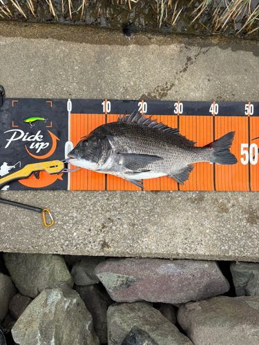 チヌの釣果