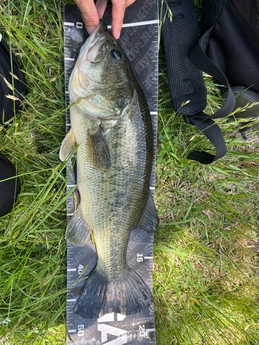 ブラックバスの釣果