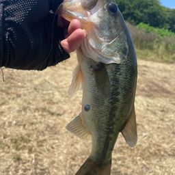 ラージマウスバス