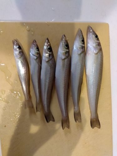 キスの釣果