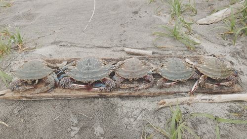 ワタリガニの釣果