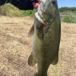 スモールマウスバス