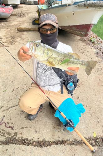 ブラックバスの釣果
