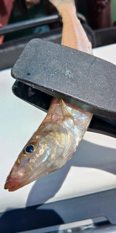 キスの釣果
