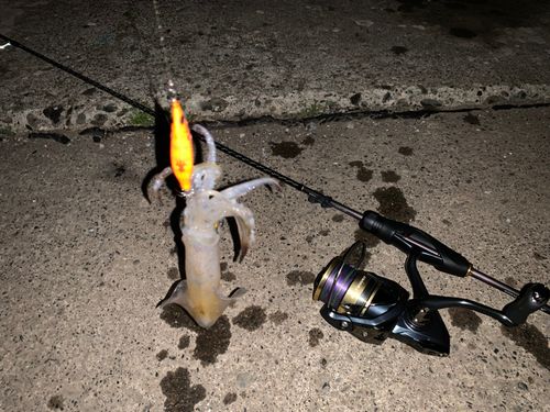 マメイカの釣果