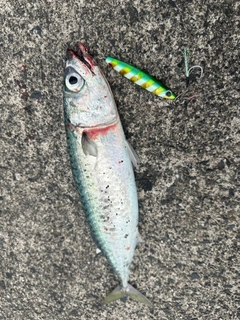 マサバの釣果