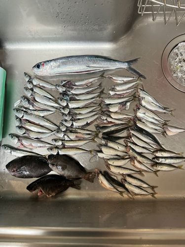 ゴマサバの釣果