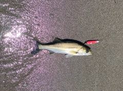 セイゴ(マルスズキ)の釣果