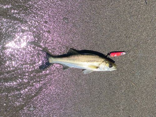 セイゴ（マルスズキ）の釣果