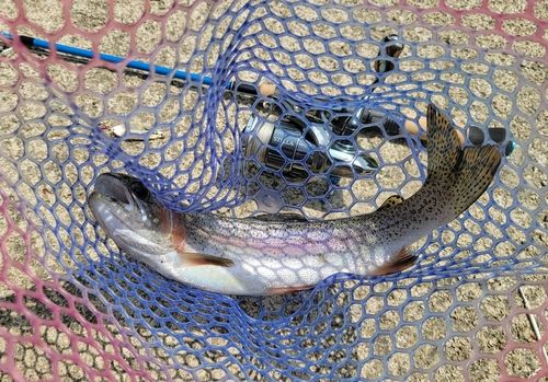 ニジマスの釣果