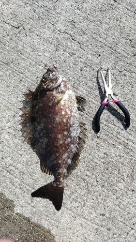 アイゴの釣果