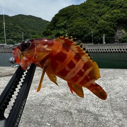 キジハタ
