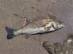 セイゴ(マルスズキ)の釣果