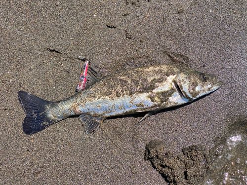 セイゴ（マルスズキ）の釣果