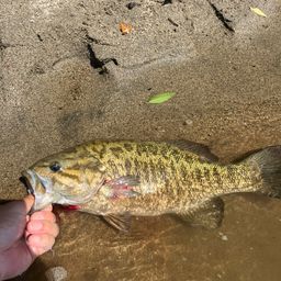 スモールマウスバス