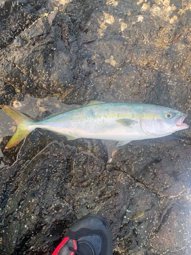 ハマチの釣果