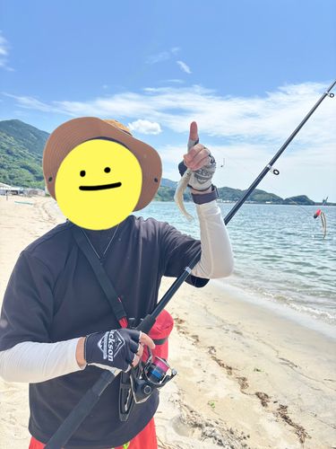 キスの釣果
