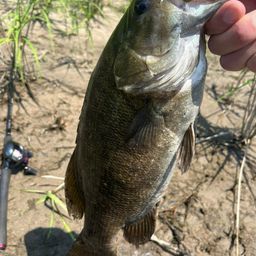 スモールマウスバス