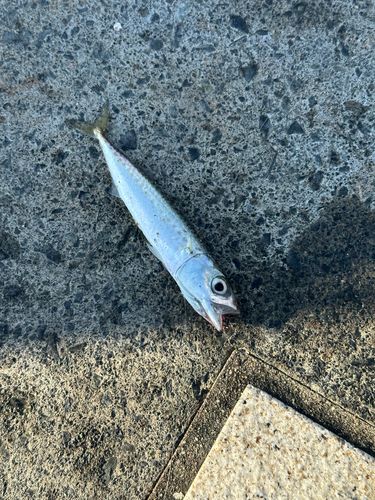 サバの釣果