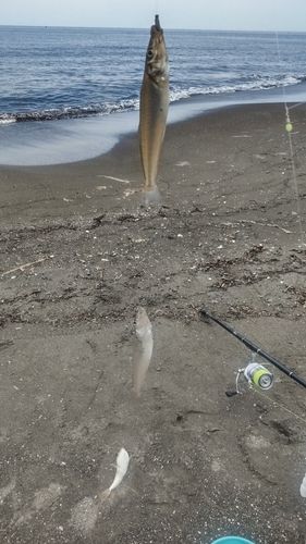 キスの釣果