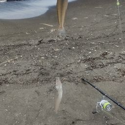 キス