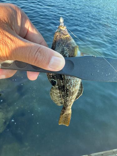 アイナメの釣果