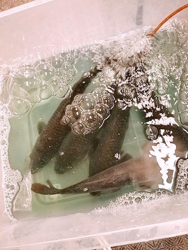 コイの釣果