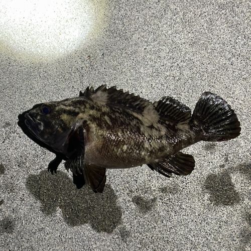 ソイの釣果