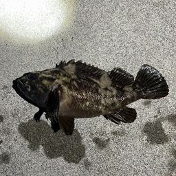 ソイ