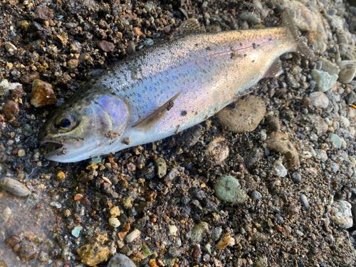 ニジマスの釣果