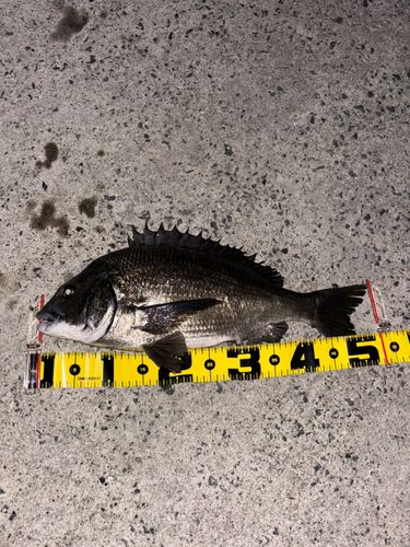 チヌの釣果