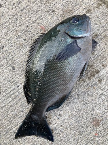 メジナの釣果